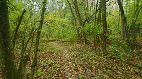 Abandoned Forest in Chernobyl Exclusion Zone Eerie Woodland Landscape Stock Footage 316911007