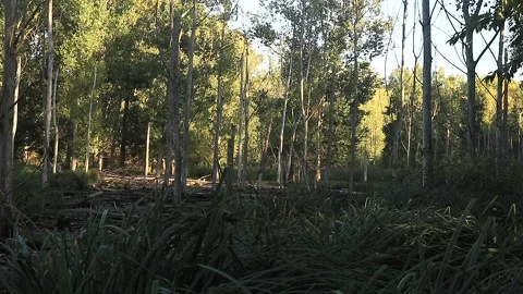 Abandoned forest Stock Footage 166892828
