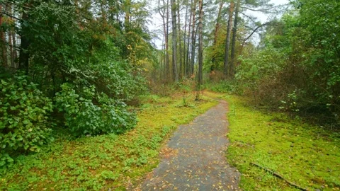 Abandoned Forest Path in Chernobyl Exclusion Zone Autumn Landscape Stock Footage 316908891