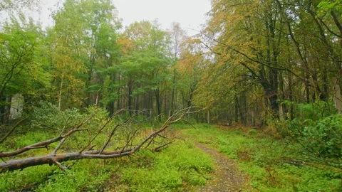 Abandoned Forest Path in Chernobyl Exclusion Zone Nature Reclaiming Pripyat Stock Footage 316910609