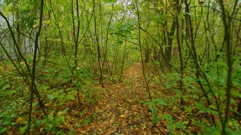 Abandoned Forest Path in Chernobyl Exclusion Zone Stock Footage 316910775