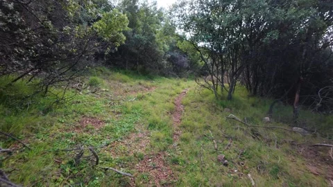 Abandoned Forest Path Covered by Dense Green Spring Foliage Vídeo Stock 303487775