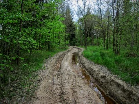 Abandoned Forest Path Stock Photos