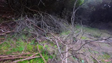Abandoned Forest Path with Rotting Tree Branches and Darkness Video stock 303489859