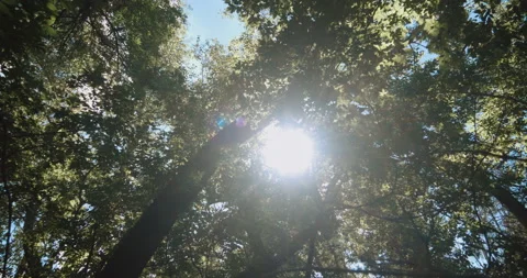 Abandoned forest road Stock Footage 138995684