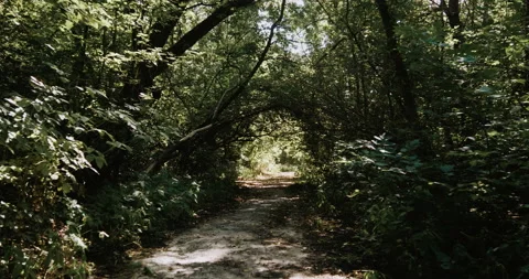 Abandoned forest road. Tree arch Video stock 138995006