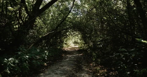 Abandoned forest road. Tree arch Stock Footage 138995087