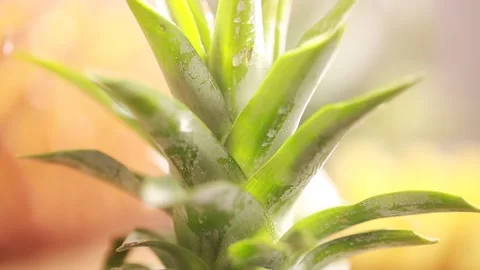 Abandoned fruit pineapple peel (3) Stock Footage 202234154