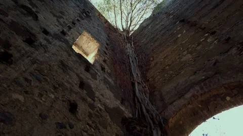Abandoned Hacienda Interior with Tree Roots Growing Through Stone Walls Stock Footage 333938949