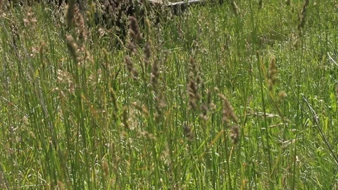 Abandoned harvester in the grass Stock Footage 97781787