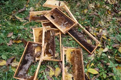 Abandoned honeycomb frames lay on the grass, representing beehive failure. Stock Photos