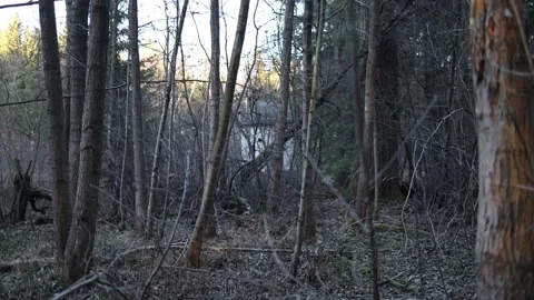 An abandoned house appears through dense winter trees as the camera moves Stock Footage 321650489