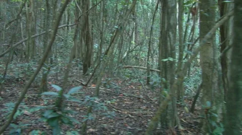Abandoned House in Mountain Forest Video stock 1218482