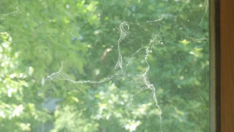 Abandoned house window covered in cobwebs Stock Footage 337982235