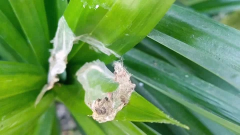 Abandoned Insect Chrysalis Shell Hanging on Tree Branch Stock Footage 340495972