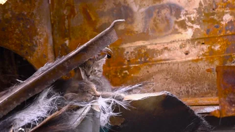 Abandoned kittens found in a rusty scrap yard, urban scene Stock Footage 276593603