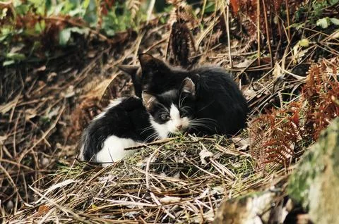 Abandoned Kittys Stock Photos