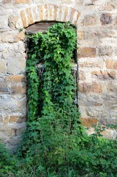 Abandoned mill overgrown window Stock Photos
