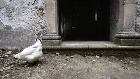 Abandoned monastery with white chicken looking for food Stock Footage 140459406