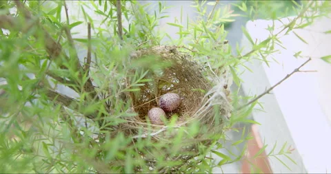 Abandoned nest of house sparrow with two eggs with brown spots. Video stock 284502088