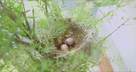 Abandoned nest of house sparrow with two eggs on tree branches. Video stock 284502118