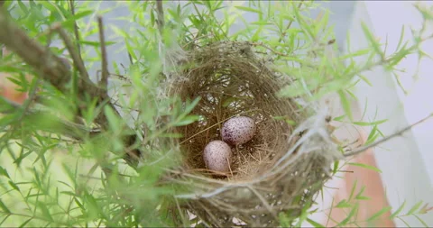 Abandoned nest of house sparrow with two eggs on tree branches. Video stock 284502218