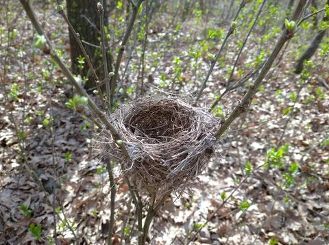 Abandoned nest Stock Photos