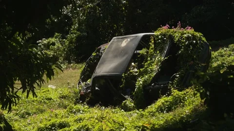 Abandoned old car overtaken by nature. Stock Footage