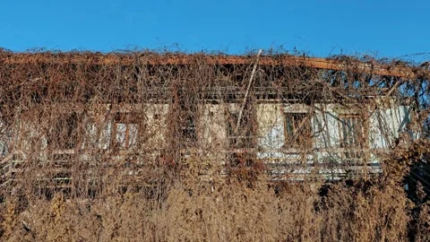 Abandoned old house completely covered with climbing plants and ivy. Dilapidated Stock Footage 324852474