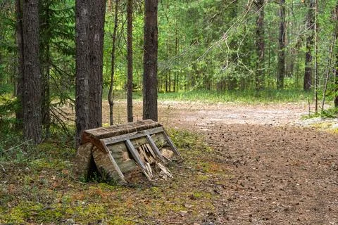 Abandoned old sofa illegally dumped in a pine forest Stock Photos