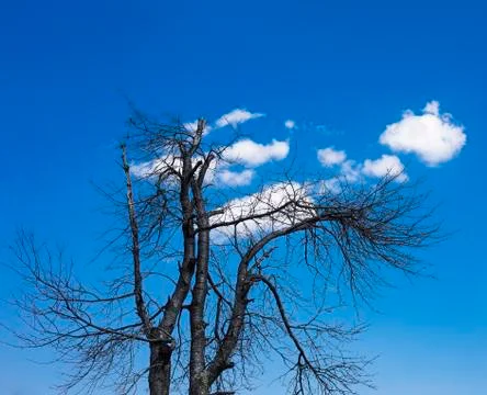 Abandoned old tree Stock Photos