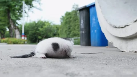 An abandoned one-eyed kitten crawled with difficulty beside trash bins Stock Footage 280051387