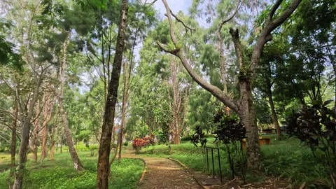 Abandoned or empty park with overgrown grass and dry trees leaves in the morn Stock Footage 295168464