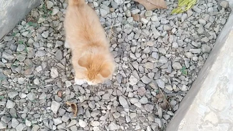 Abandoned Orange Ginger Kitten Sitting Alone In Public Park Stock Footage 339377324