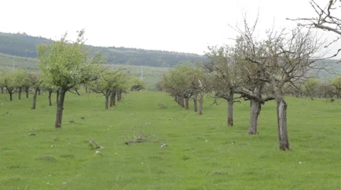 Abandoned orchard Video stock 62782527
