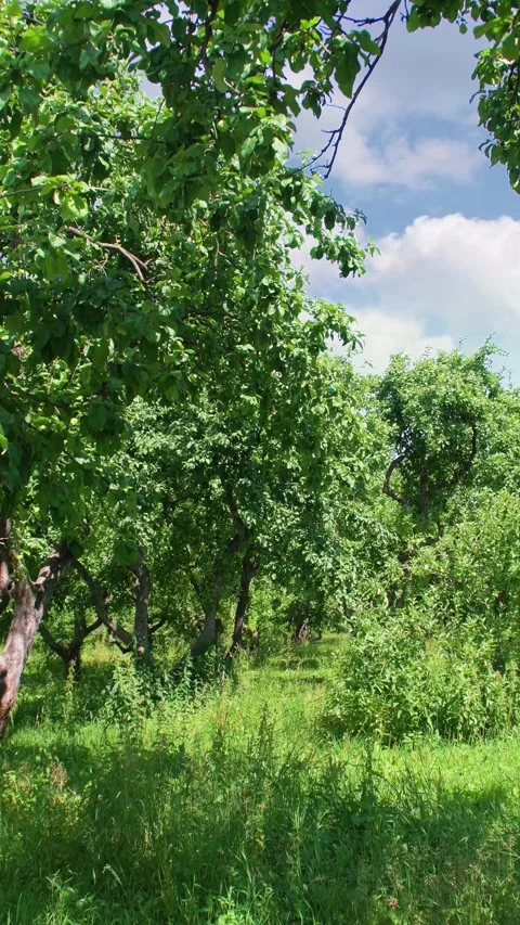 Abandoned orchard with green trees. Stock Footage 346035610