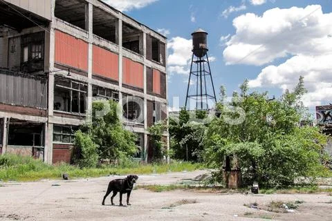 Abandoned Packard Factory 15 Stock Photos