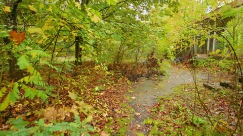 Abandoned Path in Chernobyl Exclusion Zone Nature Reclaiming Land Stock Footage 316909741