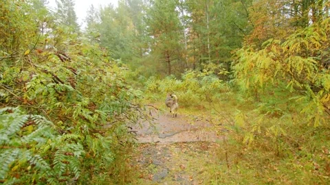Abandoned Path in Chernobyl Exclusion Zone Nature Reclaims Stock Footage 316911376