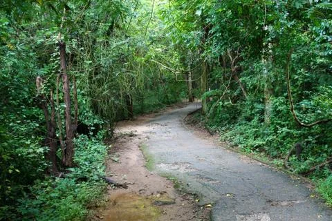 Abandoned path to the jungle Fotos de archivo