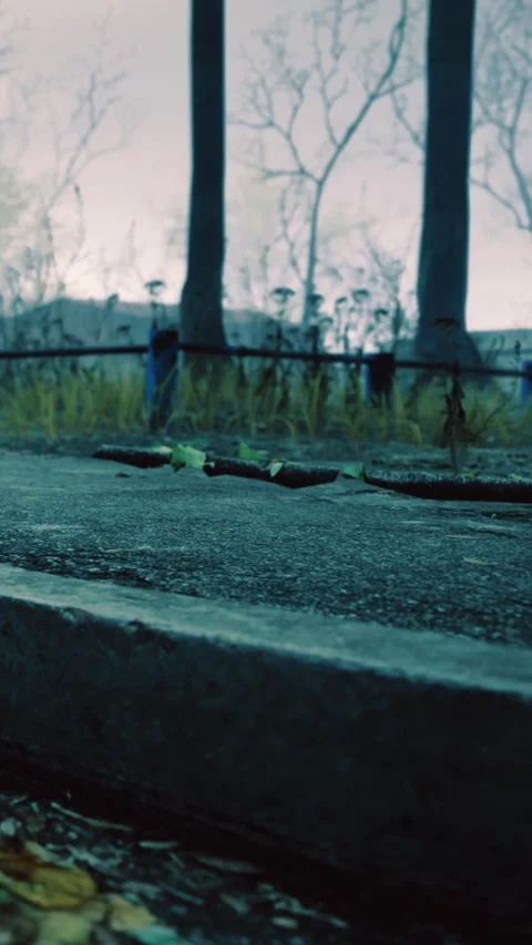 Abandoned pathway with weeds and branches seen in the early evening light Stock Footage 334264456