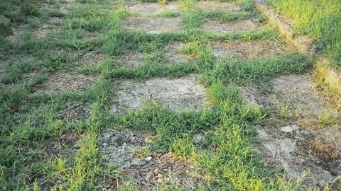 An Abandoned Pedestrian Path, the Grass from the path emerged Video stock 107650132