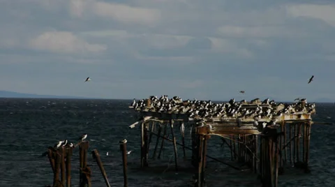  Abandoned Pier in Punta Arenas - Strait of Magellan I Video stock 33700209