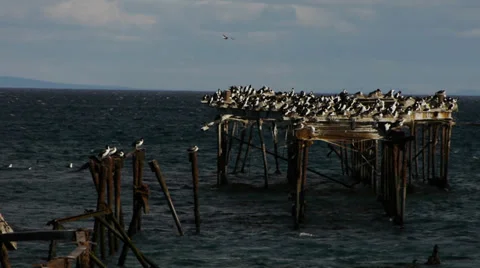  Abandoned Pier in Punta Arenas - Strait of Magellan VI Stock Footage 33701943