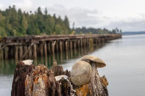 Abandoned pier with seashells visible Stock Photos