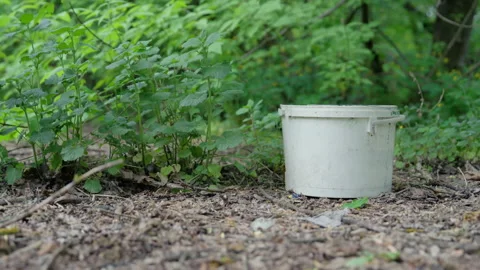 Abandoned Plastic Bucket Littering Forest Floor Ground Level Slow Motion Stock Footage 335104182