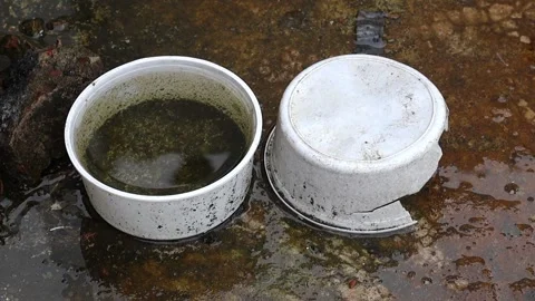 Abandoned plastic container filled with rainwater on a dirty, mossy rooftop Stock Footage 317238155