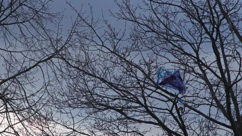 Abandoned Plastic Kite Tangled in Bare Winter Tree During Strong Wind Stockbeeldmateriaal 336734823