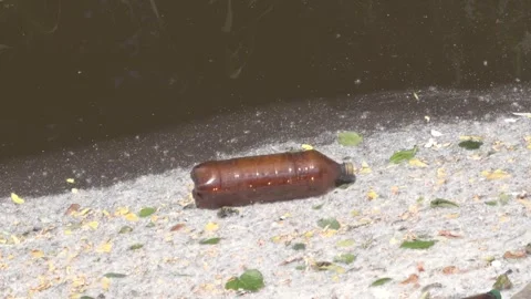 Abandoned plastic litter by dark water among fallen leaves and white fluff Stock Footage 337371505