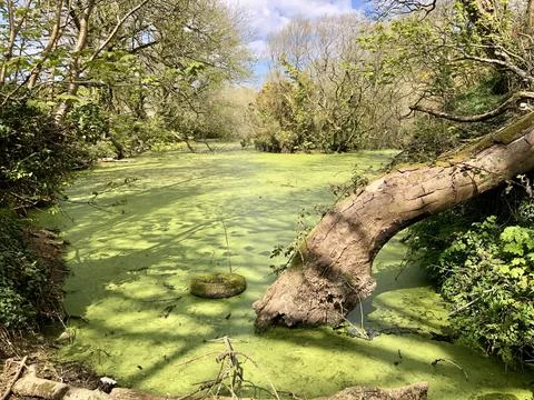 Abandoned Polluted Pond Covered With Algae Foto stock